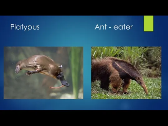 Platypus Ant - eater