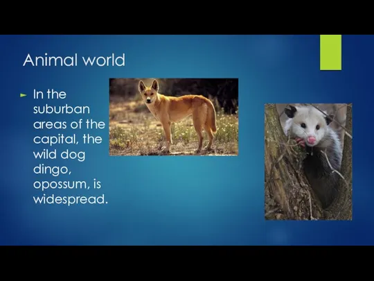 Animal world In the suburban areas of the capital, the wild dog dingo, opossum, is widespread.