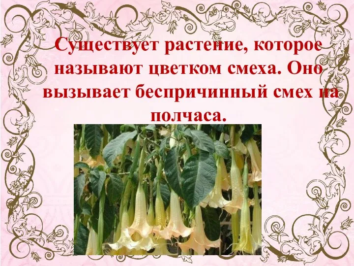 Существует растение, которое называют цветком смеха. Оно вызывает беспричинный смех на полчаса.