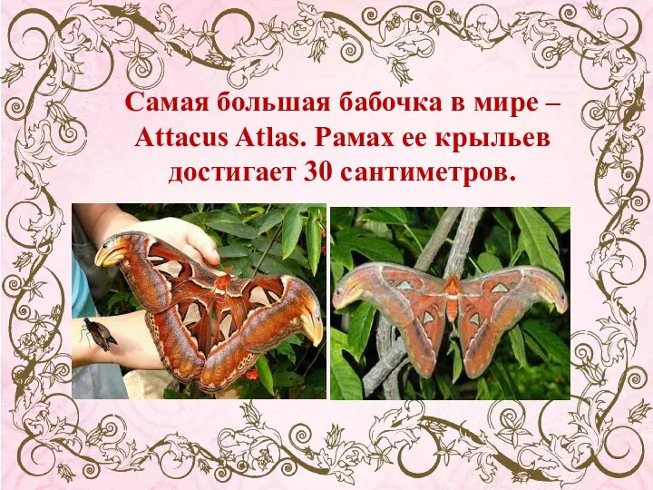 Самая большая бабочка в мире – Attacus Atlas. Рамах ее крыльев достигает 30 сантиметров.