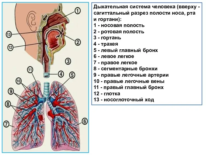 Дыхательная система человека (вверху - сагиттальный разрез полости носа, рта и гортани):