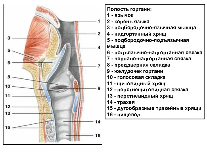 Полость гортани: 1 - язычок 2 - корень языка 3 - подбородочно-язычная