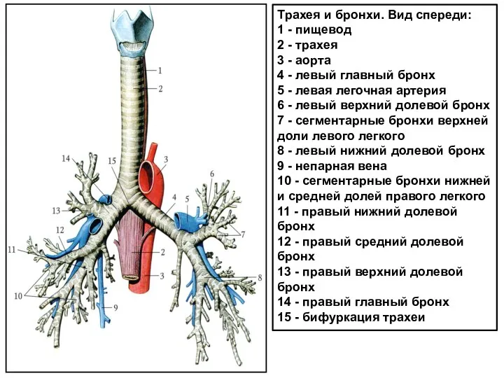 Трахея и бронхи. Вид спереди: 1 - пищевод 2 - трахея 3