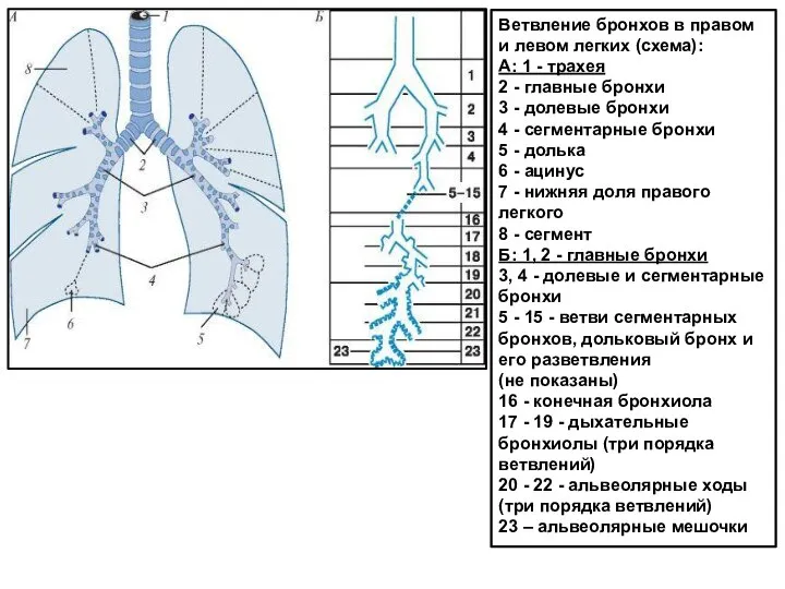 Ветвление бронхов в правом и левом легких (схема): А: 1 - трахея