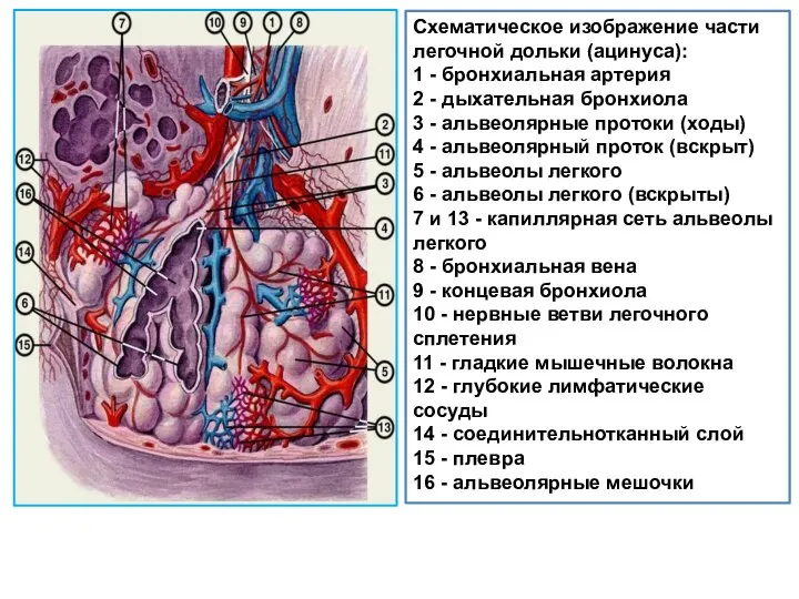 Схематическое изображение части легочной дольки (ацинуса): 1 - бронхиальная артерия 2 -