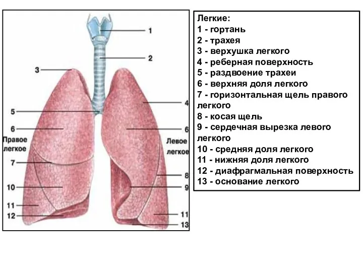 Легкие: 1 - гортань 2 - трахея 3 - верхушка легкого 4