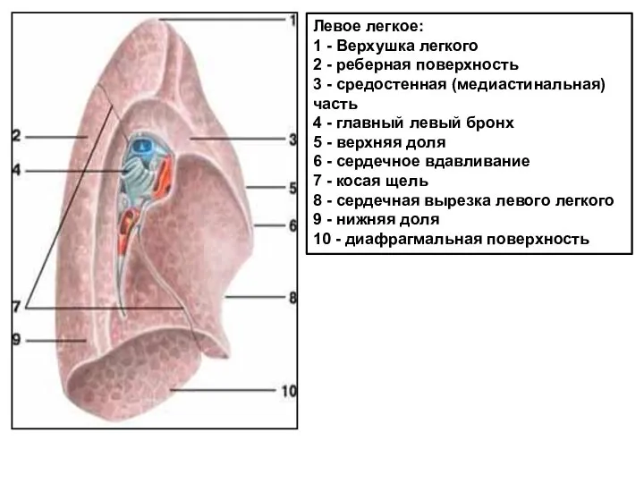 Левое легкое: 1 - Верхушка легкого 2 - реберная поверхность 3 -