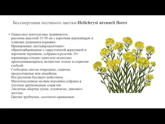 Бессмертника песчаного цветки-Helichrysi arenarii flores Невысокое многолетнее травянистое растение высотой 15-30 см