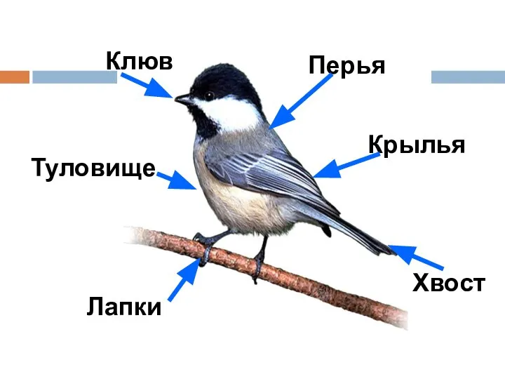 Перья Клюв Хвост Лапки Туловище Крылья