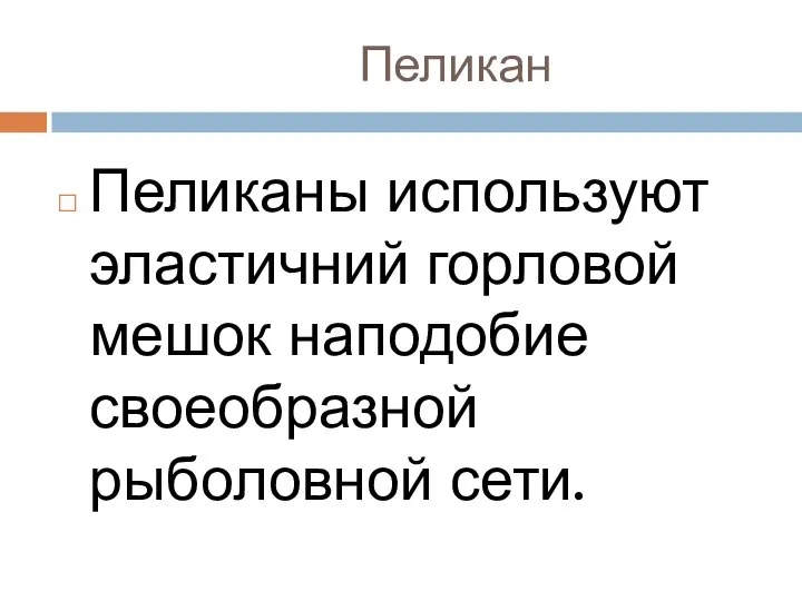 Пеликан Пеликаны используют эластичний горловой мешок наподобие своеобразной рыболовной сети.