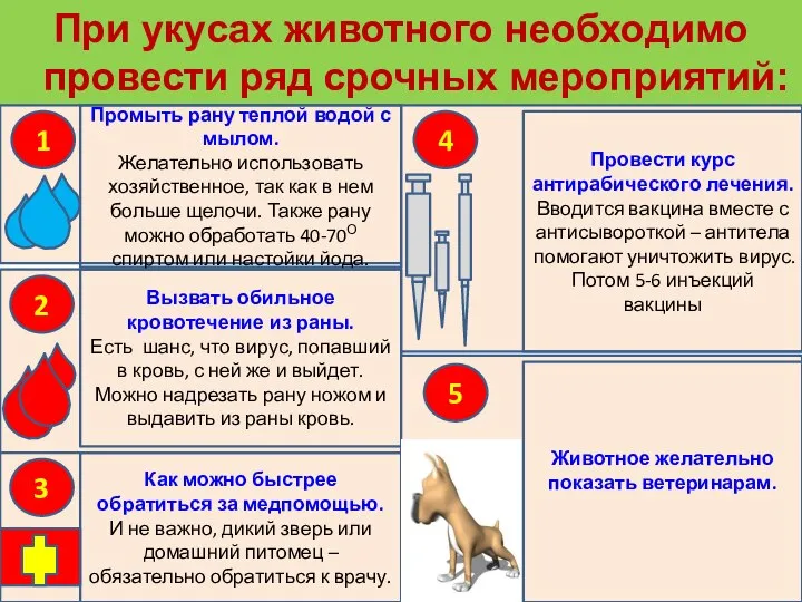 При укусах животного необходимо провести ряд срочных мероприятий: Промыть рану теплой водой