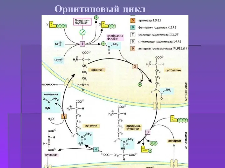 Орнитиновый цикл