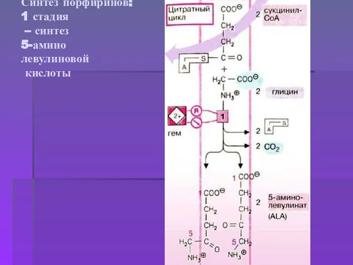 Синтез порфиринов: 1 стадия – синтез 5-амино левулиновой кислоты
