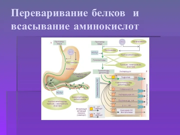 Переваривание белков и всасывание аминокислот