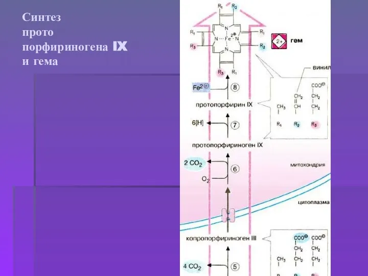 Синтез прото порфириногена IX и гема
