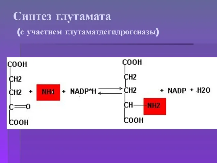 Синтез глутамата (с участием глутаматдегидрогеназы)