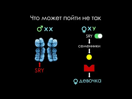 Что может пойти не так SRY семенники девочка