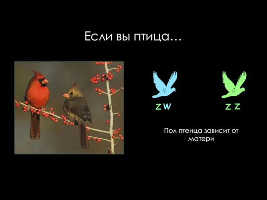 Если вы птица… Пол птенца зависит от матери Z W Z Z