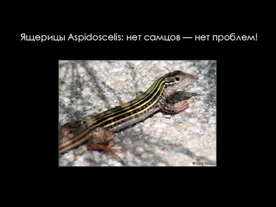 Ящерицы Aspidoscelis: нет самцов — нет проблем!