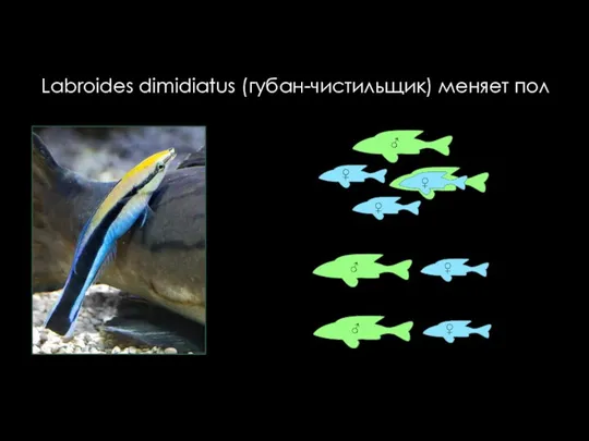 Labroides dimidiatus (губан-чистильщик) меняет пол