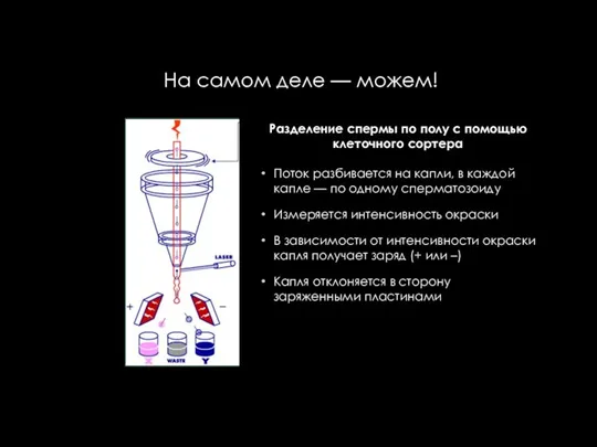 На самом деле — можем! Разделение спермы по полу с помощью клеточного