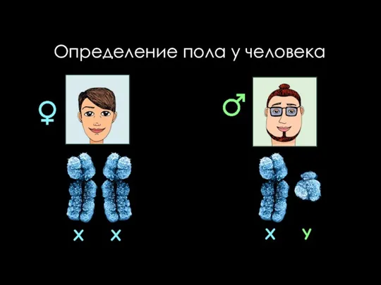 Определение пола у человека X X X Y