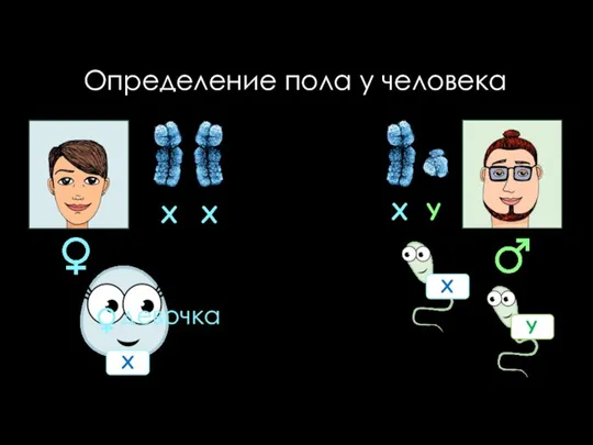 Определение пола у человека X X X Y девочка