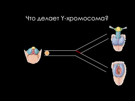 Что делает Y-хромосома?