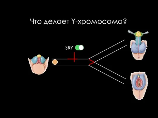 Что делает Y-хромосома? SRY