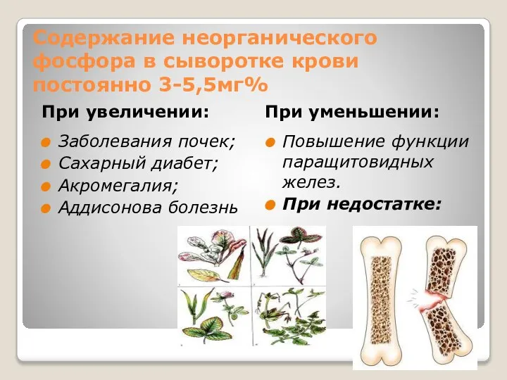 Содержание неорганического фосфора в сыворотке крови постоянно 3-5,5мг% При увеличении: При уменьшении: