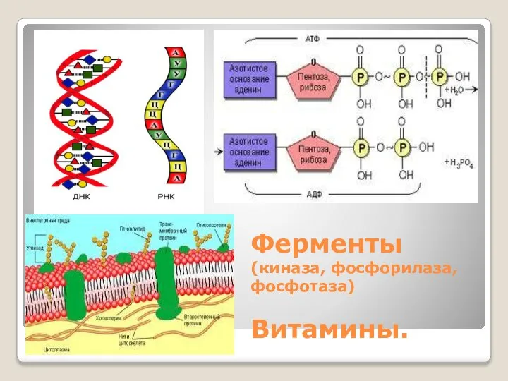 Ферменты (киназа, фосфорилаза, фосфотаза) Витамины.