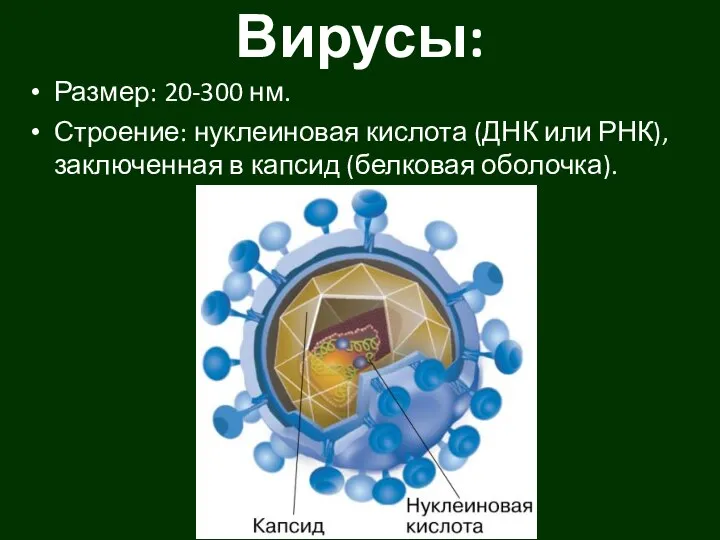 Вирусы: Размер: 20-300 нм. Строение: нуклеиновая кислота (ДНК или РНК), заключенная в капсид (белковая оболочка).