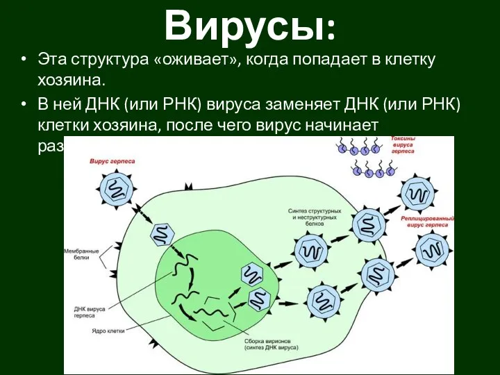 Вирусы: Эта структура «оживает», когда попадает в клетку хозяина. В ней ДНК