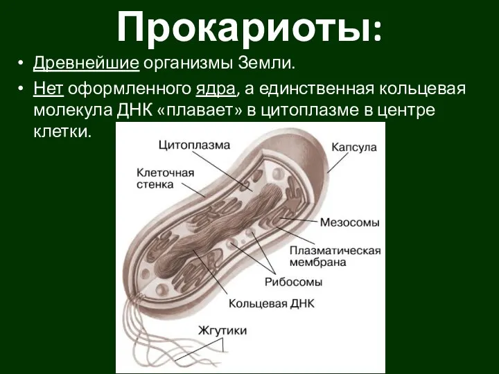 Прокариоты: Древнейшие организмы Земли. Нет оформленного ядра, а единственная кольцевая молекула ДНК