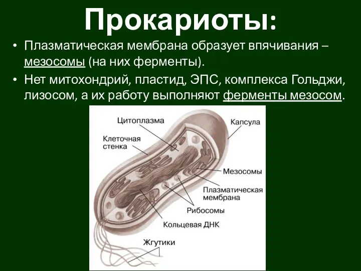 Прокариоты: Плазматическая мембрана образует впячивания – мезосомы (на них ферменты). Нет митохондрий,