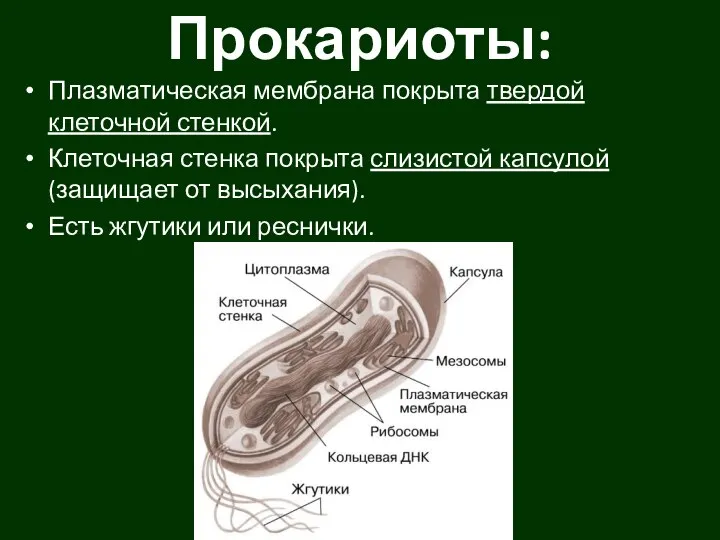 Прокариоты: Плазматическая мембрана покрыта твердой клеточной стенкой. Клеточная стенка покрыта слизистой капсулой