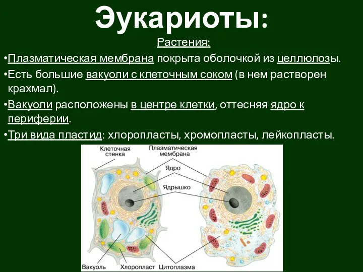 Эукариоты: Растения: Плазматическая мембрана покрыта оболочкой из целлюлозы. Есть большие вакуоли с