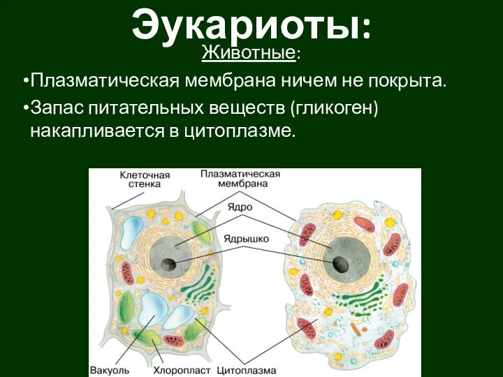Эукариоты: Животные: Плазматическая мембрана ничем не покрыта. Запас питательных веществ (гликоген) накапливается в цитоплазме.