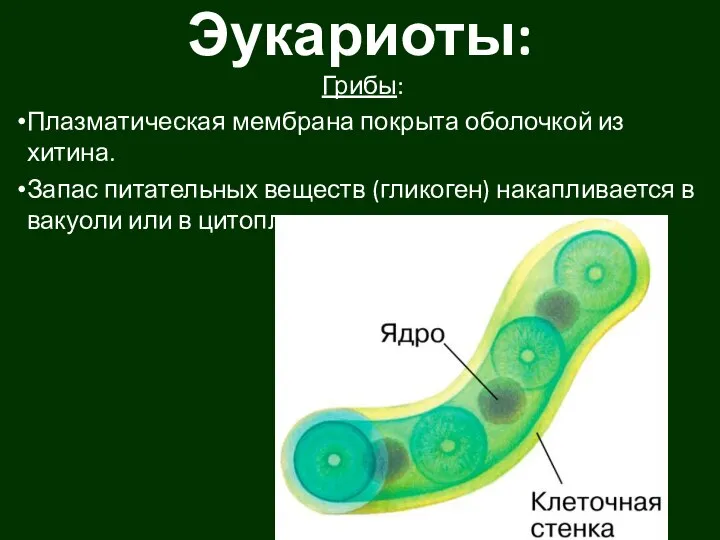 Эукариоты: Грибы: Плазматическая мембрана покрыта оболочкой из хитина. Запас питательных веществ (гликоген)