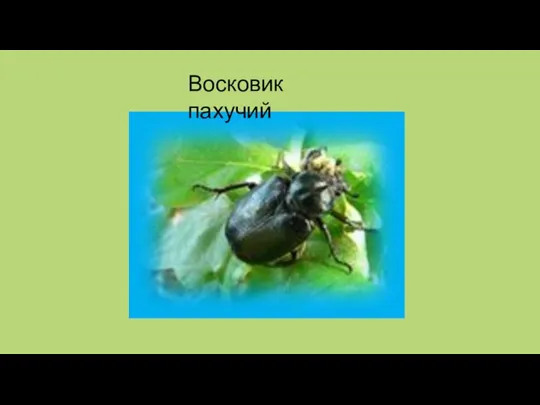 Восковик пахучий