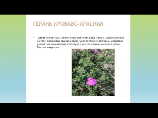 Растения соснового бора занесенные в Красную книгу Тульской области