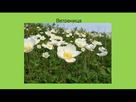 Ветреница лесная