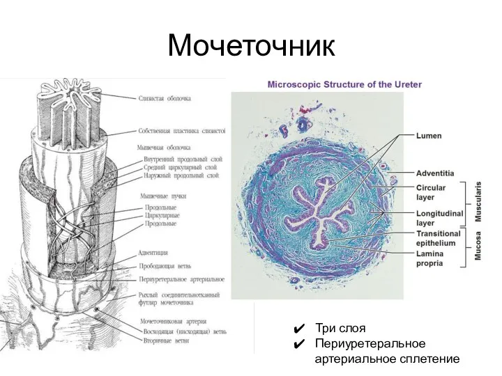 Мочеточник Три слоя Периуретеральное артериальное сплетение