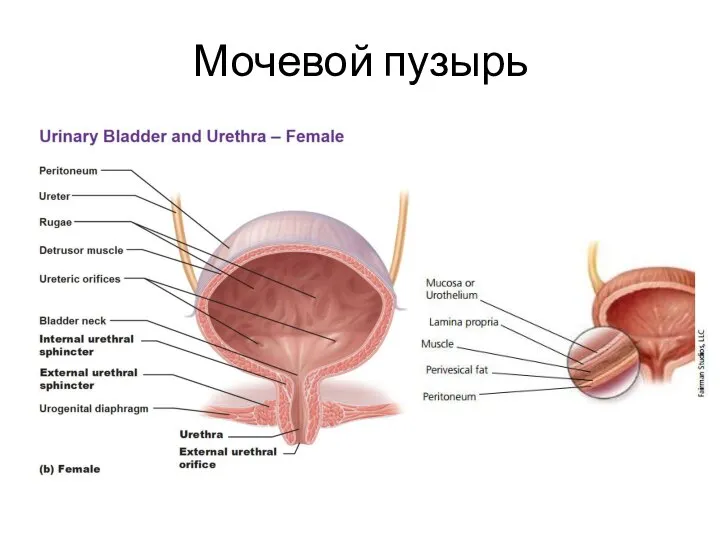 Мочевой пузырь