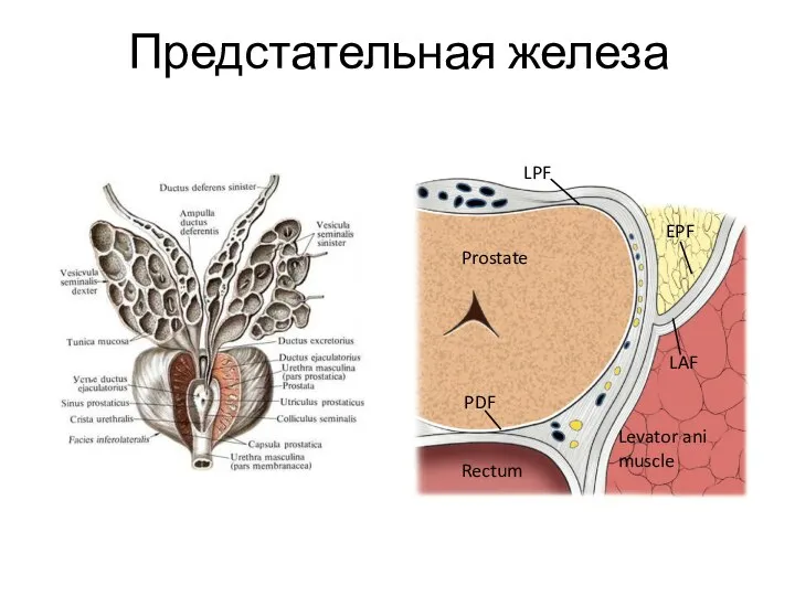 Предстательная железа Rectum Prostate Levator ani muscle EPF LPF PDF LAF