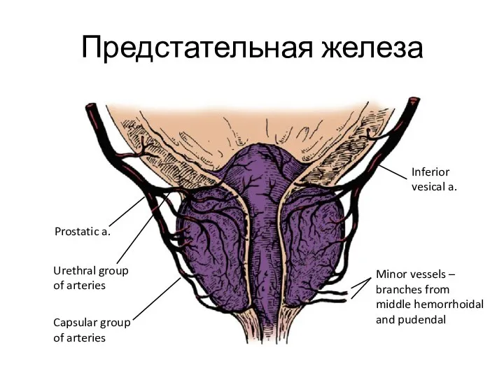 Предстательная железа Prostatic a. Urethral group of arteries Capsular group of arteries