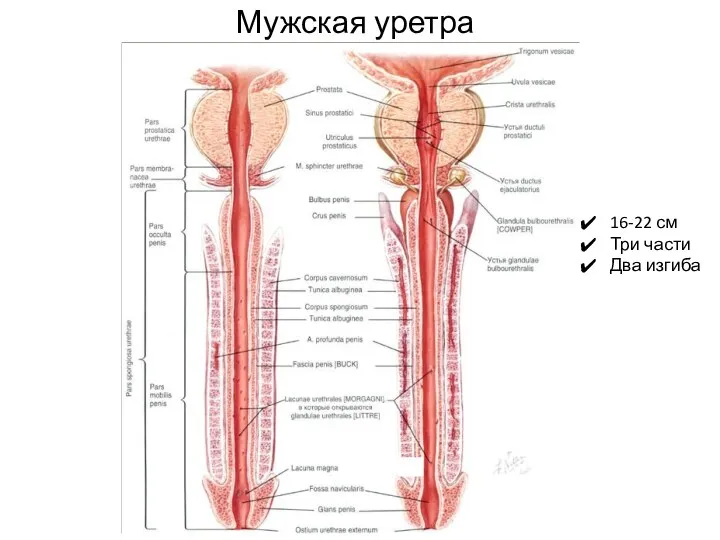 Мужская уретра 16-22 см Три части Два изгиба