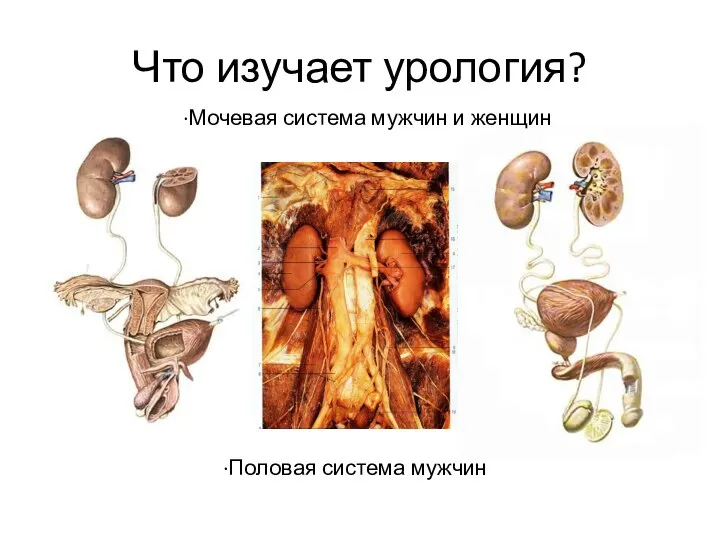 Что изучает урология? ∙Мочевая система мужчин и женщин ∙Половая система мужчин