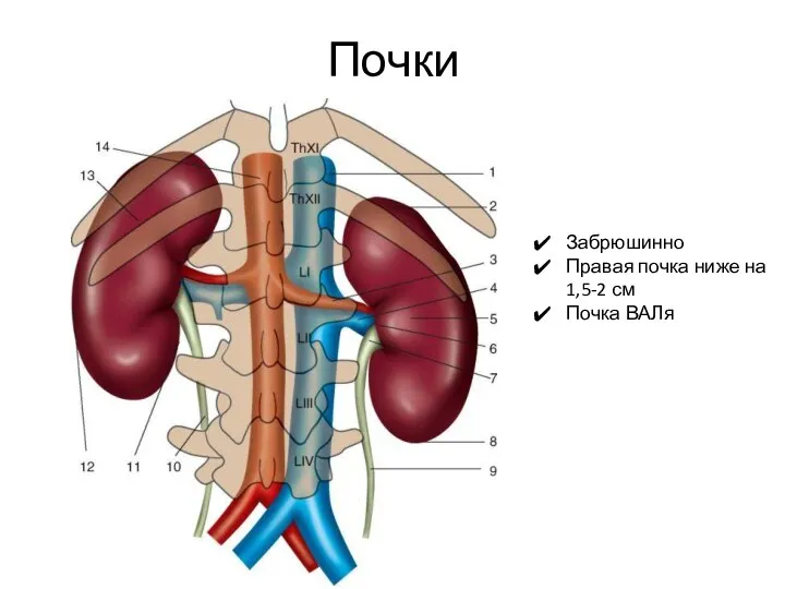 Почки Забрюшинно Правая почка ниже на 1,5-2 см Почка ВАЛя