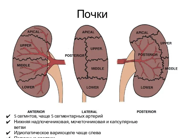 Почки 5 сегмнтов, чаще 5 сегментарных артерий Нижняя надпочечниковая, мочеточниковая и капсулярные